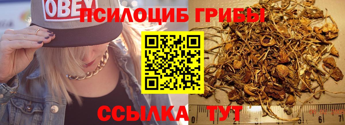 Галлюциногенные грибы Psilocybe Шелехов